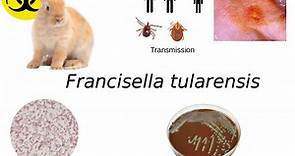 Francisella tularensis: Properties, Pathogenesis, Lab Diagnosis • Microbe Online