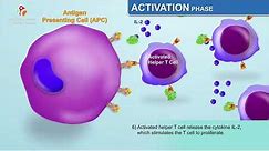 The Humoral Immune Response - Immunology Animations