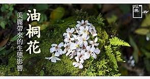 【經典.TV】20210530 - 台灣花樣 - 油桐花 美麗帶來的生態影響