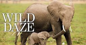 Wild Daze - Official Trailer (Keith David, Jane Goodall)