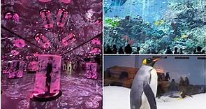 電視節目首曝光！桃園「Xpark」水族館全攻略，必拍8公尺高水槽、虹光水母牆 | 食尚玩家