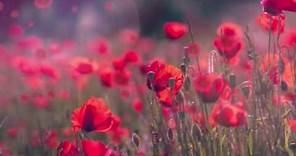 Flowers Background Video no copyright #freecdr
