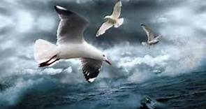 Albatross - Fleetwood Mac HD