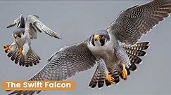 Peregrine Falcon: Nature's Swiftest Predator