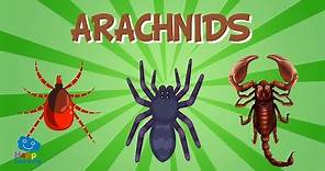 Arachnids | Educational Video for Kids