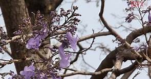 Jacaranda, árbol sudamericano que colorea la Ciudad de México