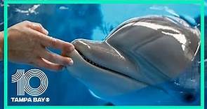 Winter the Dolphin will live on at Clearwater Marine Aquarium