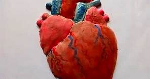 How to make a clay model Heart || Clay model Heart 5 Minute Craft for students|| Science Project
