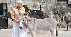 Camilla Parker: La duquesa cambia a Carlos por un burro en el día de su cumpleaños