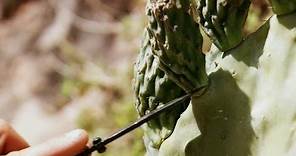 Prickly Pear | Bear Grylls: Escape From Hell