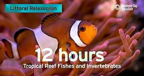 12 Hours Of Tropical Coral Reef Fishes At Monterey Bay Aquarium | Littoral Relaxocean