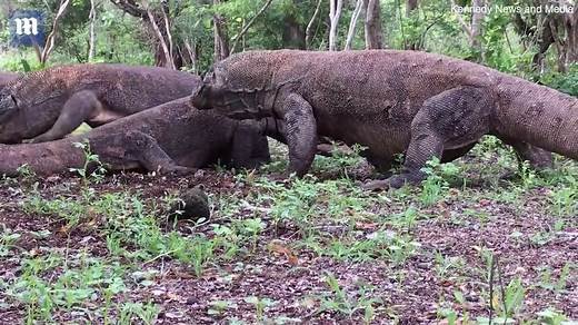 Epic moment four komodo dragons tangle for dominance