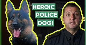 Heroic Police Dog Helps Catch Suspects Who Fled Police! | Dog Detectives