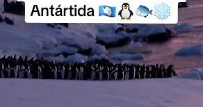 salen en grupos a pescar #antartida #baseesperanza #argentina #fypシ #foryou #parati #pinguino