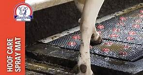 Lavaggio podale per bovini - tappeto HOOF CARE - sistema per la cura dello zoccolo Agrisystem srl