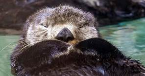 Live sea otter / fur seal cam - Seattle Aquarium