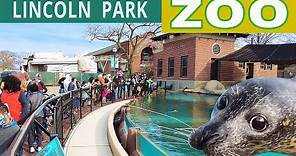 🐼Chicago's Lincoln Park Zoo Opening Weekend in 4K.