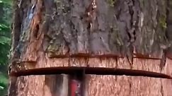 Felling big iron tree #logging #logger #felling #fellingtrees | Komene Chan