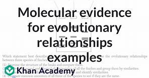 Molecular evidence for evolutionary relationships examples | High school biology | Khan Academy