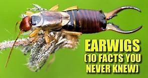 Earwigs 🪳 (10 FACTS You NEVER KNEW)