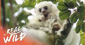 The Rare Lemurs Of Madagascar | Trouble In Lemur Land | Real Wild