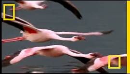 Flamingos of Bogoria | National Geographic