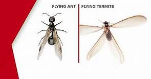 Termites vs. Flying ants: Spotting the difference | Rentokil