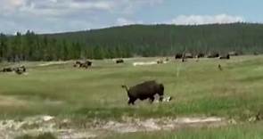 Montana woman plays dead to avoid bison attack