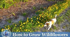 How to Plant and Grow Wildflowers