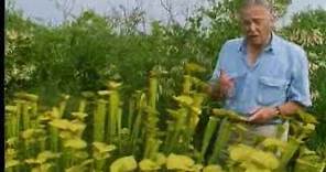 Venus fly trap - The Private Life of Plants - David Attenborough - BBC