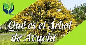 Acacia: todo lo que necesitas saber sobre estos árboles