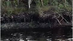 Two large alligators fight in Lakeland park