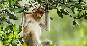 Eden: Untamed Planet - Series 1: 1. Borneo: Sacred Forest