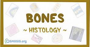 Bones: Histology