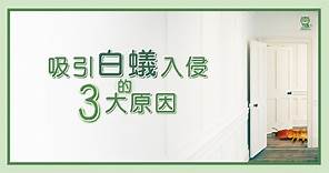 白蟻跡象有哪些？白蟻入侵自救3招，家裡出現白色螞蟻這樣防治！