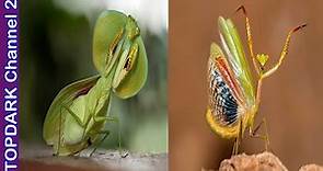 10 Mantis más Hermosas del Mundo