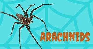 What is an Arachnid? | Hint: Think Spider |