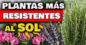 TOP 5 PLANTAS MÁS RESISTENTES al SOL DIRECTO y CALOR | Huerto Urbano | Huertas Urbanas y Jardín