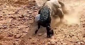 Goat eaten alive by Komodo dragon