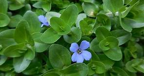 可愛小藍花-海洋之星＠ToMe植物生活雜記｜PChome Online 個人新聞台