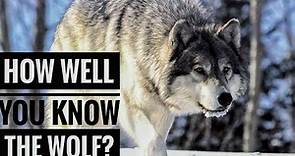 Wolf || Descriptions, Characteristics and Facts!