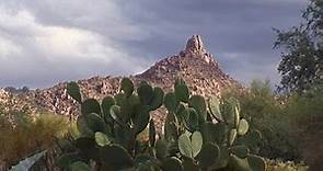 Nature: Arizona's Sonoran Desert