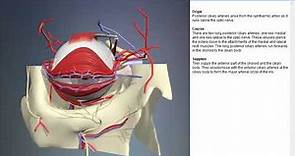 Long posterior ciliary arteries | Arteries of head and neck | 3D Human Anatomy | Organs