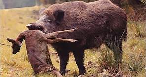 The invaiding wild boars: What is really happening in the USA?
