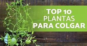 10 Plantas COLGANTES de INTERIOR 🌿 ¡Nombres y Más!
