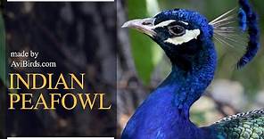 Indian Peafowl [Pavo Cristatus]
