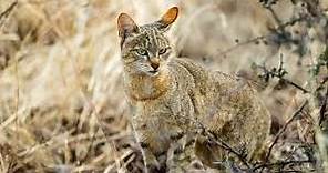 Tudo Sobre o Gato Selvagem : Características, Nome Cientifico e Fotos - Mundo Ecologia