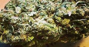 Super Sour Diesel | Marijuana Strain Reviews
