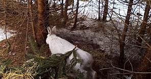 Snowshoe Hare in natural habitat eating spruce needles