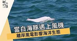 當白海豚遇上風機｜離岸風電影響海洋生態 (我們的島 第908集 2017-05-29)【綠能爭議】